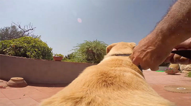 Собака с камерой на спине. Видео.