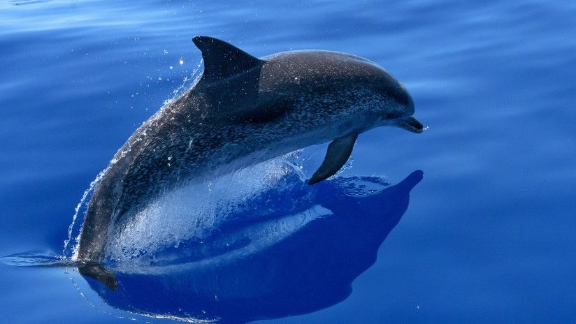 54-delfina-vybrosilis-na-plyazh-v-meksike-foto-i-video