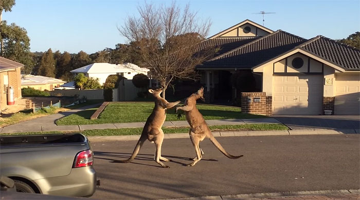 Бескомпромиссная, но интеллигентная драка кенгуру в одном из австралийских городков.