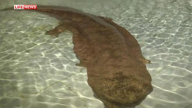 В Китае поймана гигантская 200-летняя саламандра ФОТО