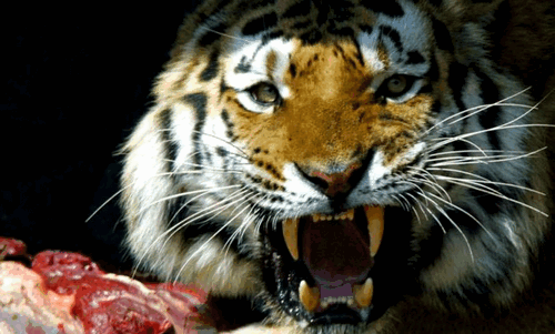 В китайском зоопарке тигр растерзал посетителя ВИДЕО 18+