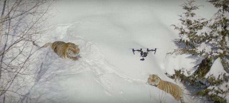Толстые амурские тигры поймали и съели дрон  ВИДЕО