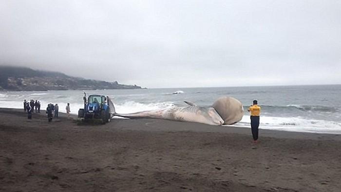Кит с огромной шишкой оказался на пляже у берегов Чили  ФОТО ВИДЕО