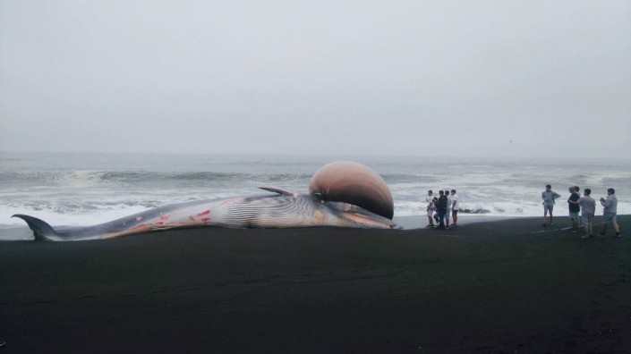Кит с огромной шишкой оказался на пляже у берегов Чили  ФОТО ВИДЕО