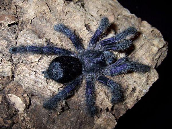 Стали известны 3 новых вида гигантских пауков  ФОТО