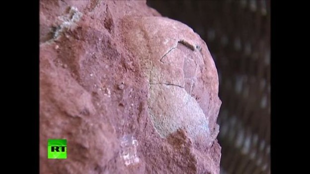 Найдены яйца динозавров, датируемые 70 млн лет до н.э.