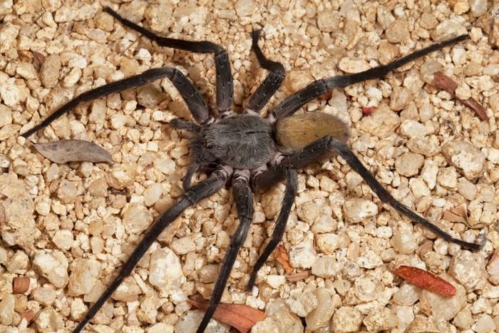 В Мексике обнаружен новый вид гигантского ядовитого паука