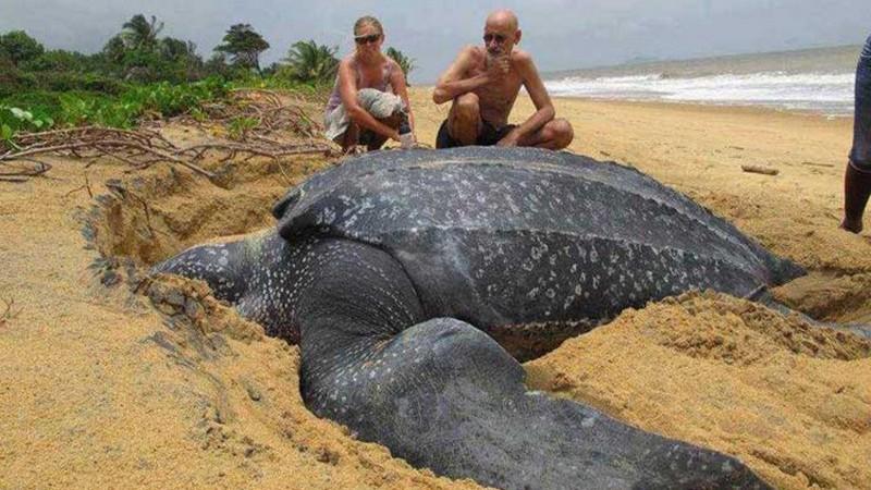 Найдена гигантская черепаха весом в 700 килограммов ВИДЕО