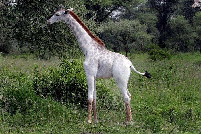 В Кении впервые сняты крайне редкие белые жирафы ФОТО ВИДЕО