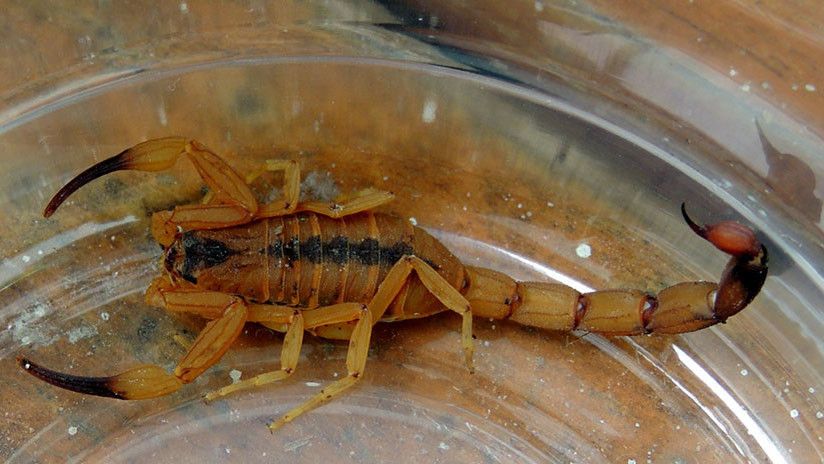 В Бразилии растет количество ядовитых скорпионов