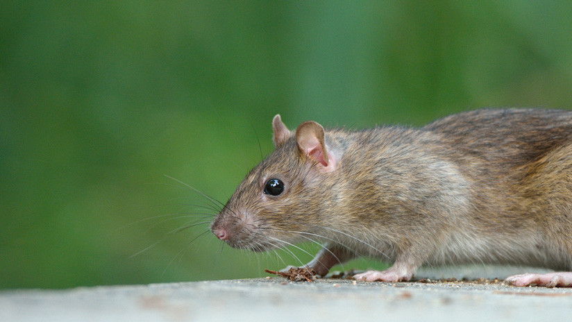 В Индии из спины живой крысы выросла соя ВИДЕО