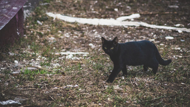 ВИДЕО: Черная кошка пугает двух песцов в русском зоопарке